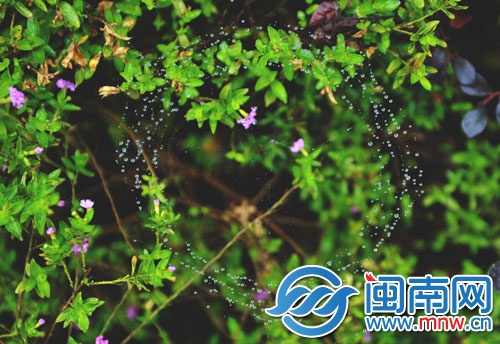 花叢中的蜘蛛網(wǎng)掛滿水珠
