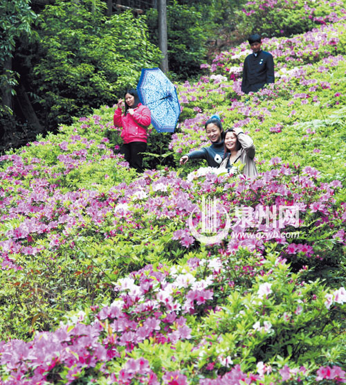 洛江仙公山風景區內，杜鵑花漫山遍野，紅的似火，白