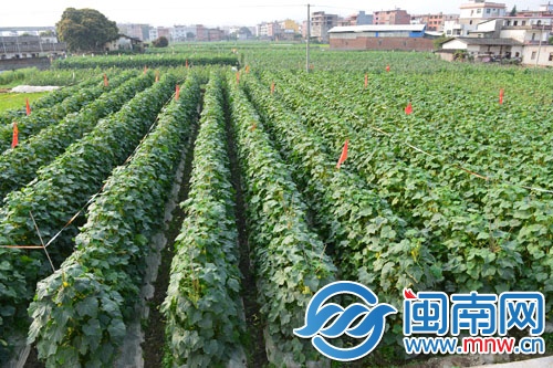 菜農很愁，地里這么多黃瓜賣不動